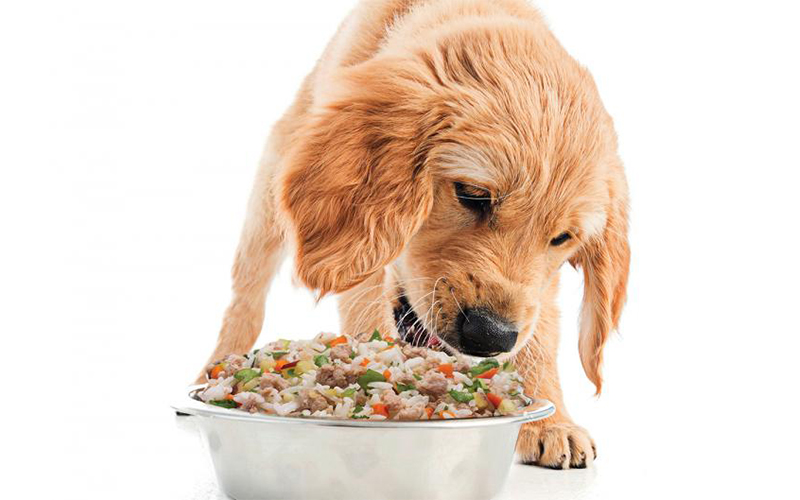 طرز- تهیه غذای سگ با گوشت و سبزیجات