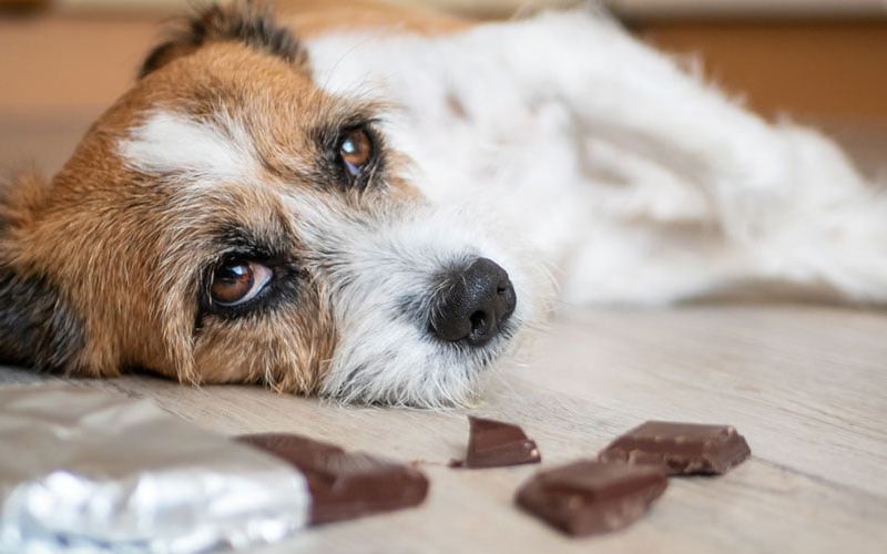 خوردن شکلات برای سگ خطر دارد