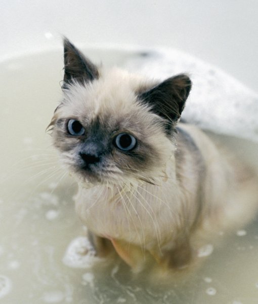 گربه خیس درون وان حمام