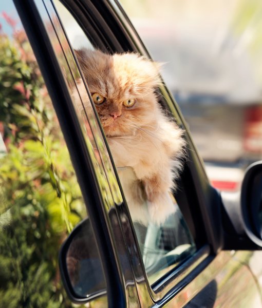 گربه ای که سوار ماشین شده و به نظر ناراحت و عصبانی است