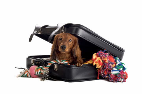 سگ که در چمدان مسافرتی قایم شده است