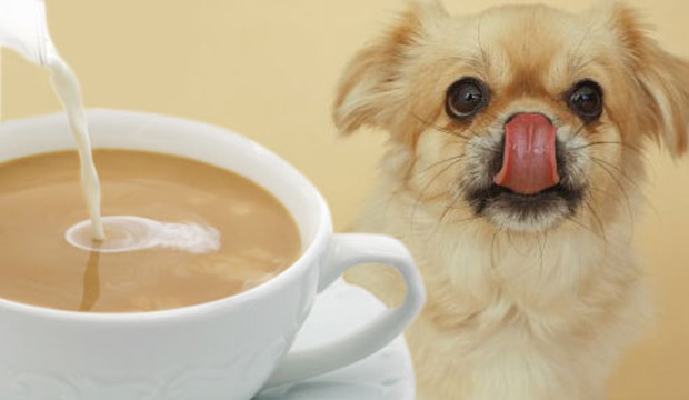 سگ که به فنجان قهوه نگاه می کند