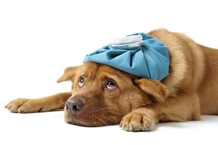 سرماخوردگی در سگ ها - تصویر سگ به همراه کیسه آب داغ روی سرش