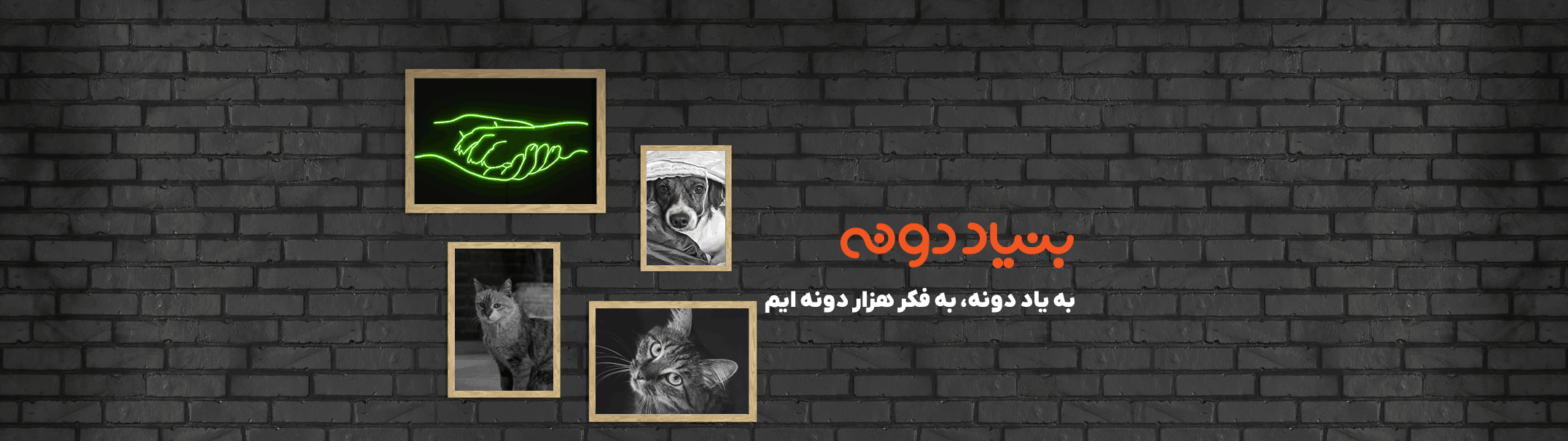 بنیاد دونه - گربه بیمار