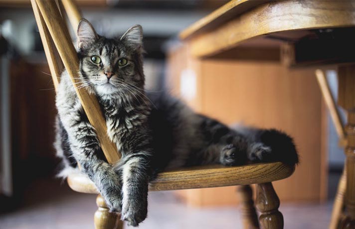 گربه لم داده روی صندلی چوبی