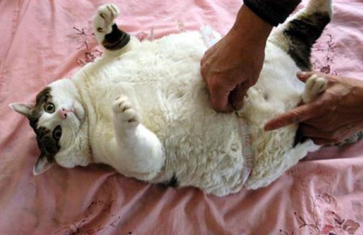 گربه چاق و سفید رنگ در حال بازی با صاحبش