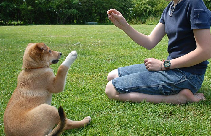 صاحب سگ در حال آموزش نشستن به سگ خود است