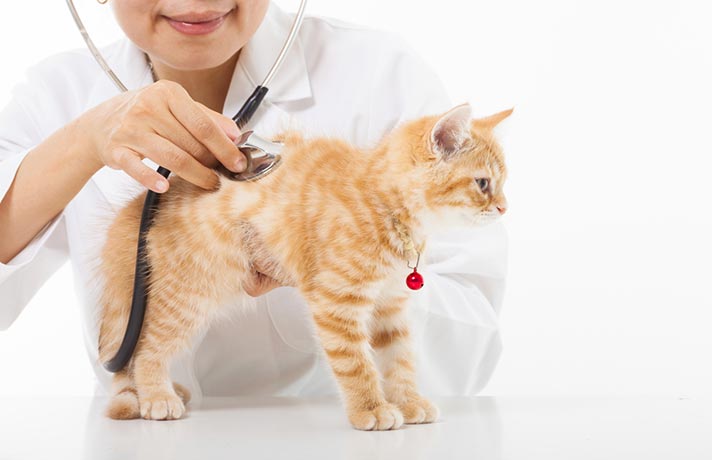 دامپزشک در حال معاینه گربه