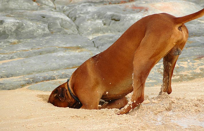 سگ در حال حفر کردن زمین
