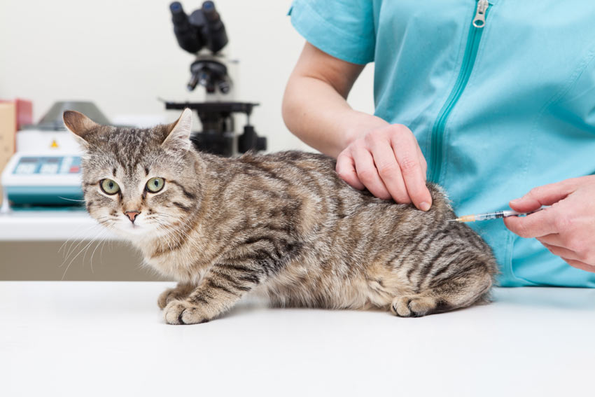 دامپزشک در حال تزریق آمپول به گربه دیابتی