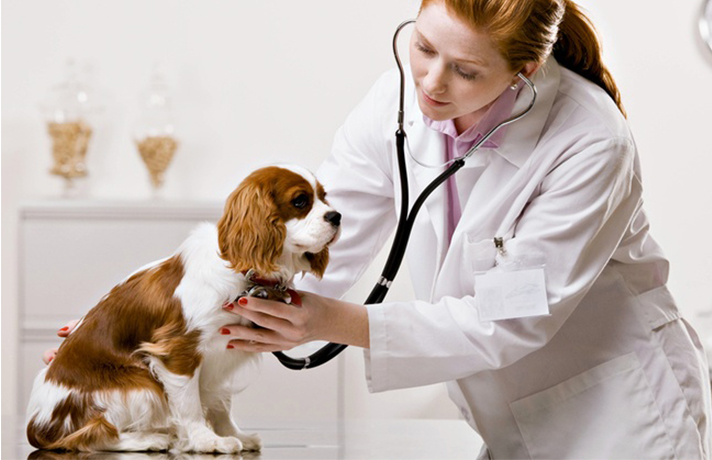 دامپزشک با گوشی در حال گوش دادن به صدای قلب سگ