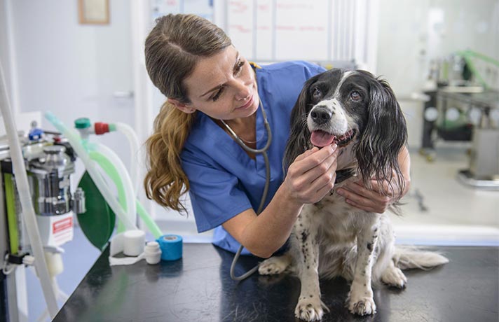 تصویر دامپزشک در حال معاینه دهان و حنجره سگ