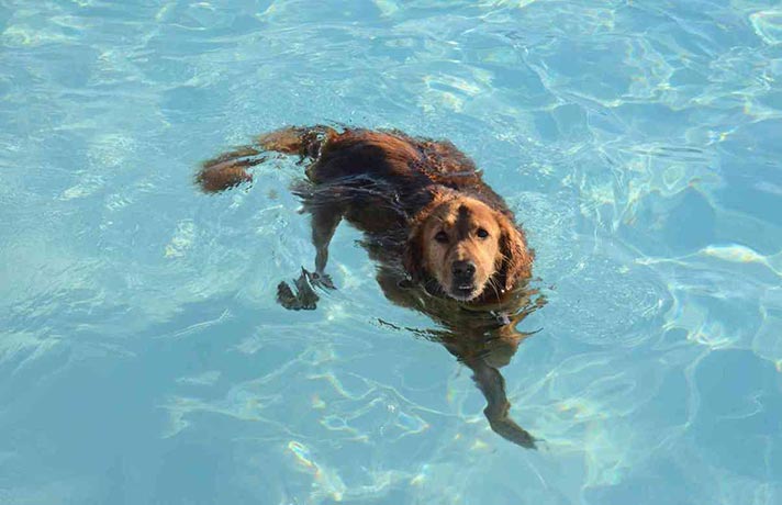 سگ در حال شنا کردن در استخر