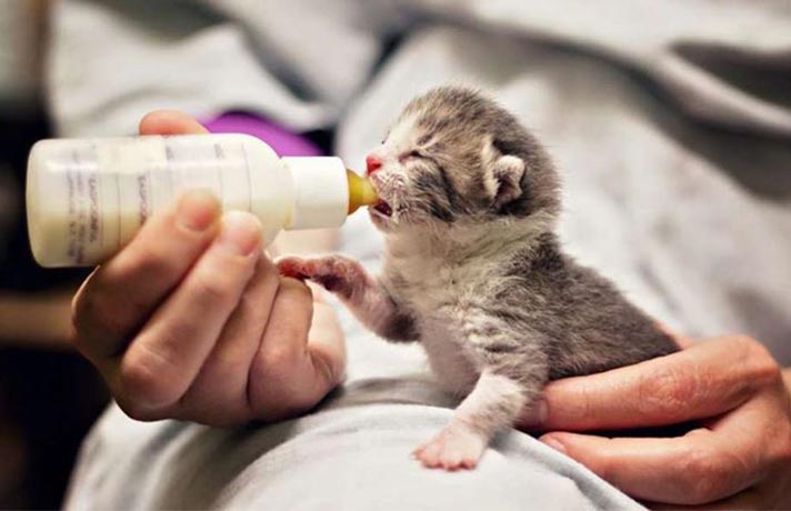 نحوه از شیر گرفتن بچه گربه و نکاتی در مورد زمان از شیر گرفتن آنها 