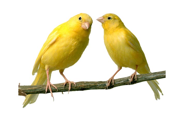 دو قناری زرد رنگ نشسته روی شاخه
