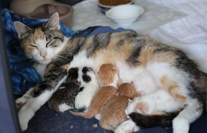 گربه مادر در حال شیر دادن به بچه گربه ها
