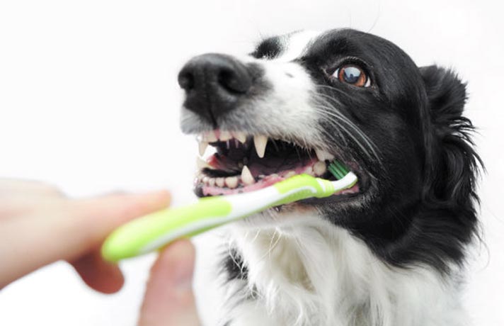 سگ در حال نظافت و مسواک زدن دندان