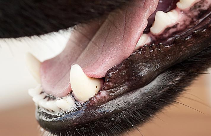 تصویر لثه و دندان سگ که دچار ورم لثه شده است