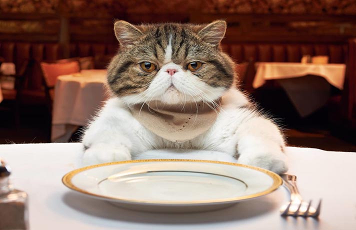 گربه ای که پشت میز نهارنخوری نشسته و منتظر غذاست