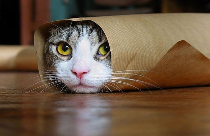 گربه ای که خودش را در کاغذی پیچیده است
