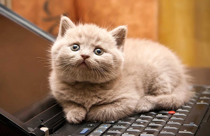 گربه ای که روی کیبورد لپ تاپ نشسته است