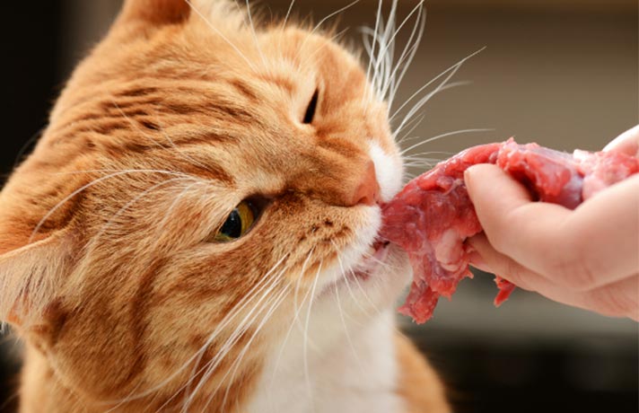 گربه در حال خوردن گوشت خام از دست صاحبش