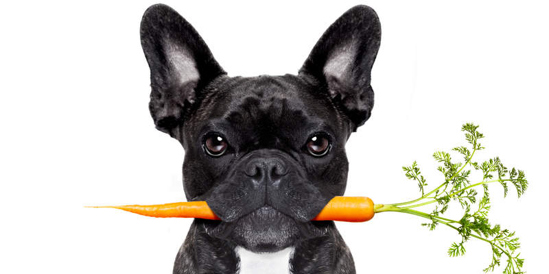 سگ سیاه که هویج به دندان گرفته است
