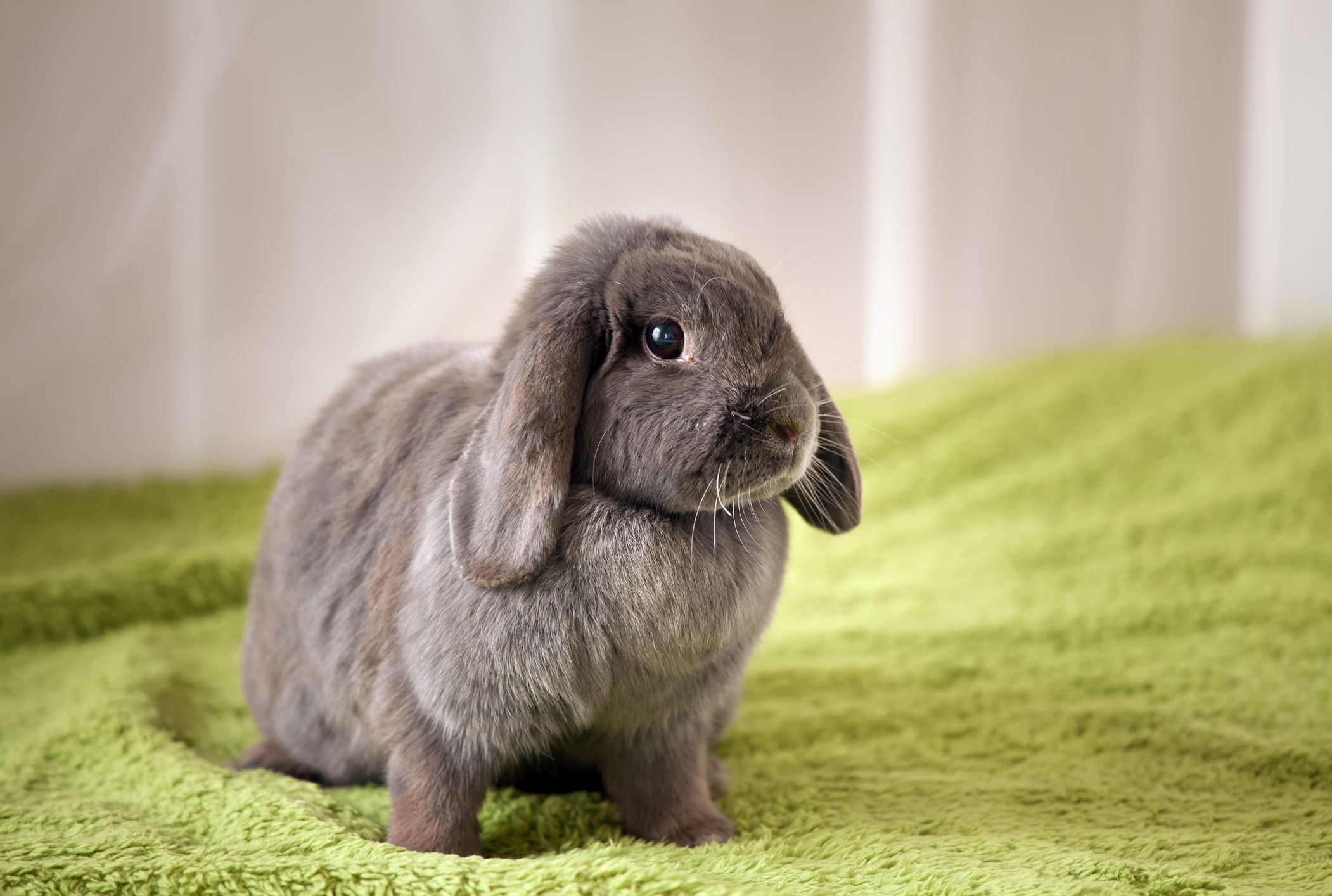تصویر خرگوش خاکستری روی پتوی سبز