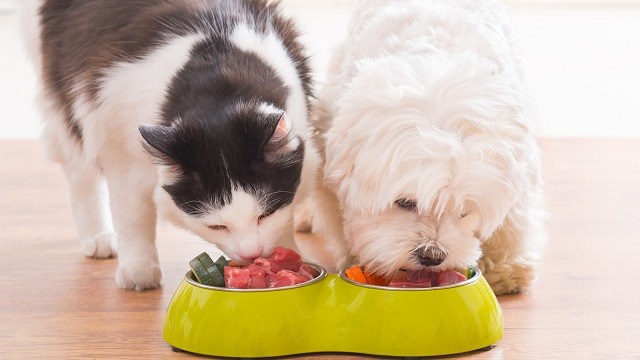 سگ و گربه ای که در حال غذا خوردن از یک ظرف غذا هستند