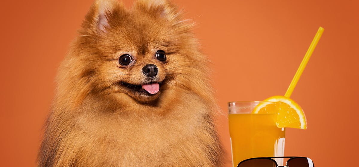 سگ پامریان که در کنارش لیوان آب پرتقال قرار دارد