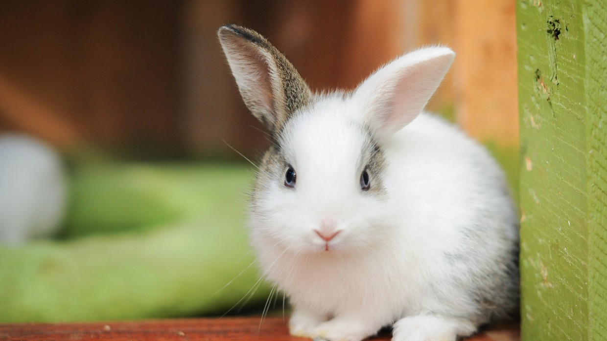 خرگوش سفید با گوش قهوه ای