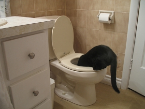 گربه سیاه در حال آب خوردن از توالت فرنگی