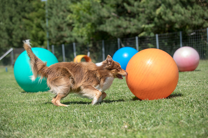 سگ در حال توپ بازی