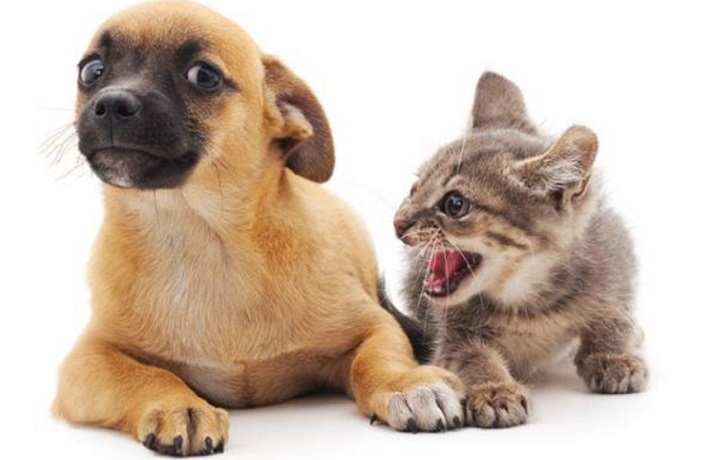 تصویر سگی که بر گربه آلرژی دارد در کنار یک گربه