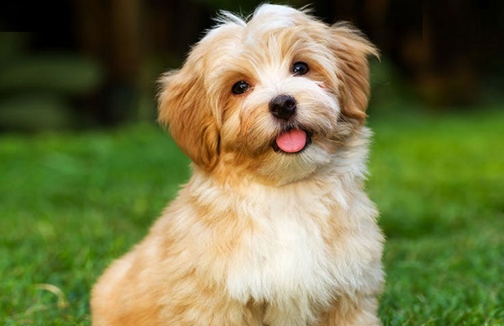 سگ کوچولوی سفید و کرم رنگ که زبانش بیرون است.
