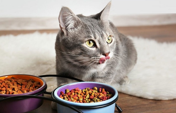 گربه در حال خوردن غذای خام از ظرف غذا