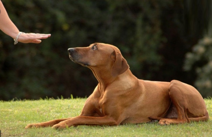 تصویر سگ قهوه ای که دست انسانی در حال جلب اعتماد سگ است.