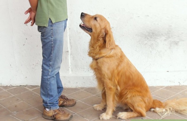 سگ کرم رنگ که صاحبش کنارش ایستاده است و می خواهد اعتماد حیوان را جلب کند.