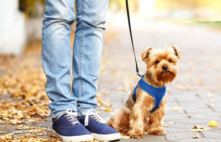 سگ کرم رنگ که با صاحبش به پیاده روی رفته و در حال مسیربیابی است.