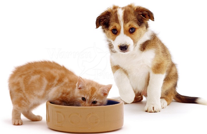 گربه نارنجی و سگ سفید و قهوه ای در حال غذا خوردن از یک ظرف کرم رنگ