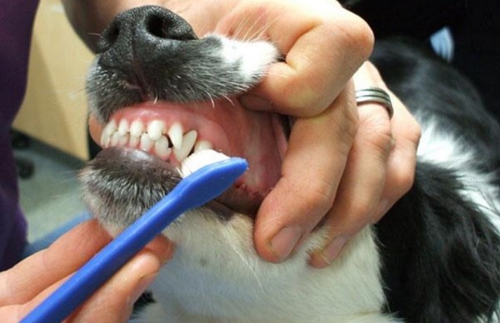 سگی که صاحبش در حال مسواک زدن دندانهایش است.