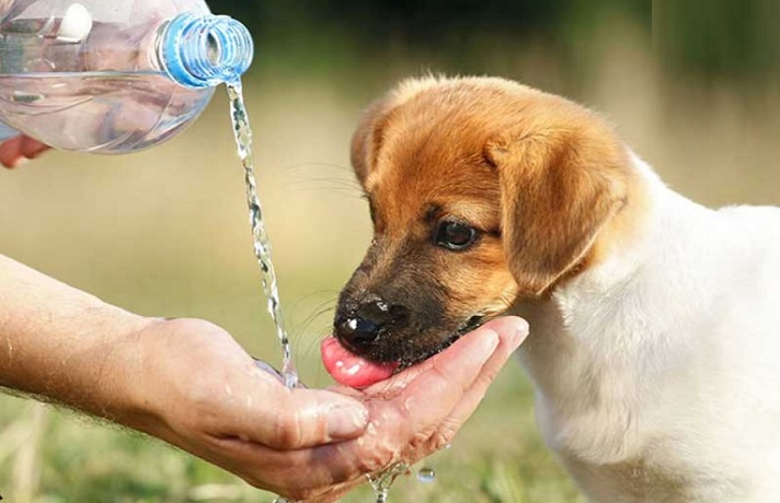 سگ در حال نوشیدن آب از دست صاحبش