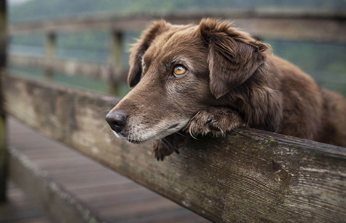 سگ قهوه ای پیر با پشم های زرد، بالا آمده از نرده چوبی