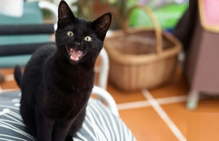 گربه سیاه دارای مشکلات رفتاری