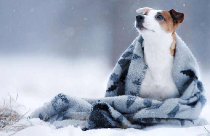 سگ در هوای سرد زمستان در زیر پتو