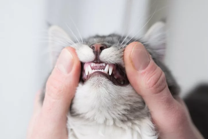 Do Kittens Lose Their Teeth?