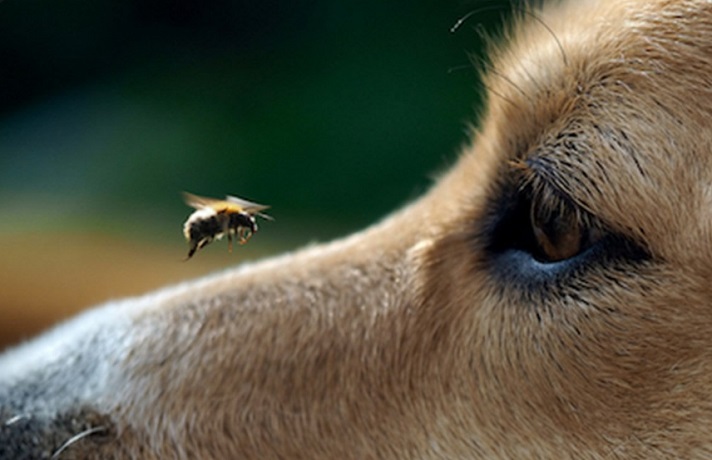 علت جمع شدن مگس و پشه دور سگ و روش دفع حشرات از سگ