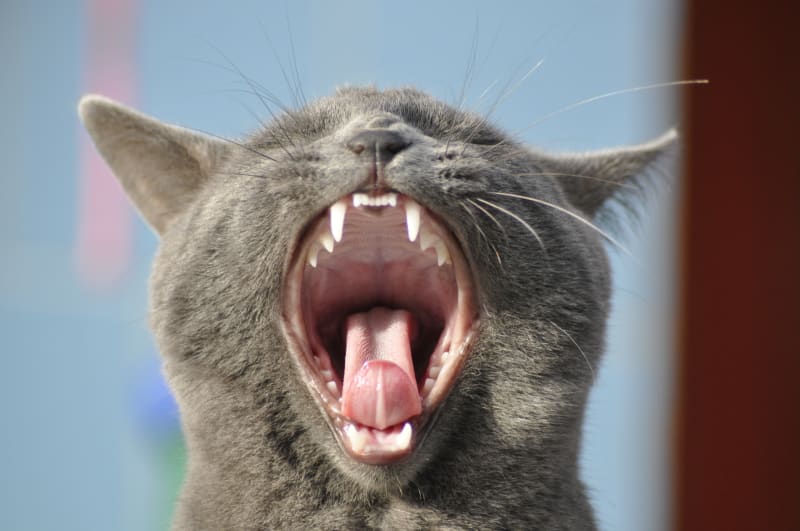 Teething In Kittens