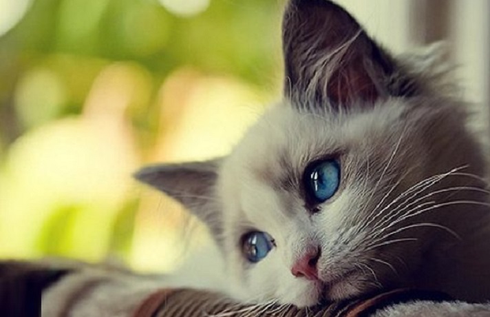 گربه دارای افسردگی فصلی