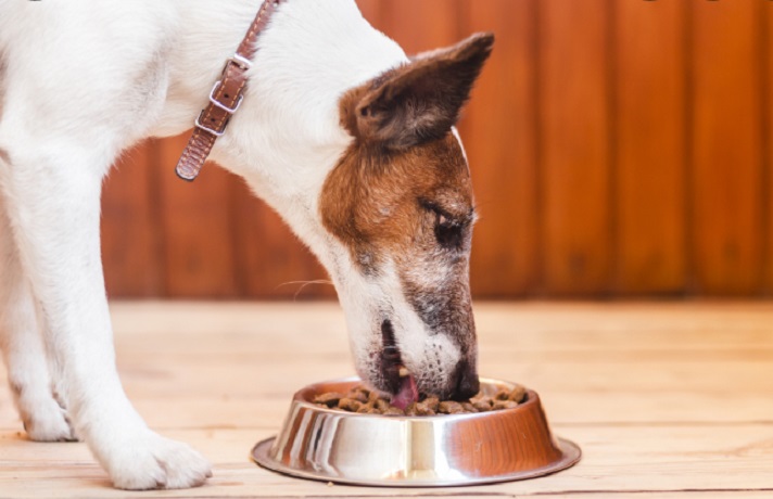 سگ سفید و قهوه ای در حال غذا خوردن از یک ظرف استیل